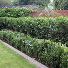 Residential Gardens